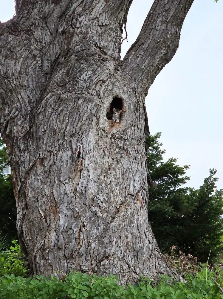 Squirrel thumbnail 2