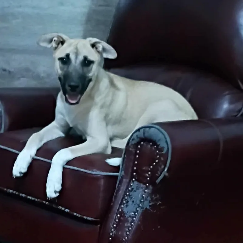 An adult large-sized male Shepherd dog named Snap Dragon for adoption in Fort Payne, AL