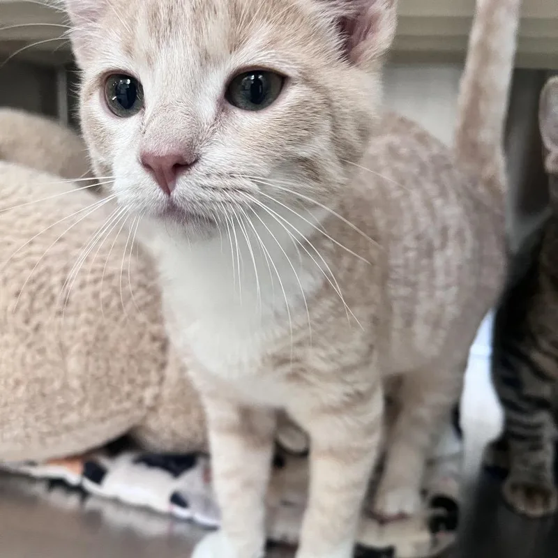A baby small-sized male Buff / Tan / Fawn Domestic Short Hair cat named B Mephiles Roswell for adoption in Denver, CO
