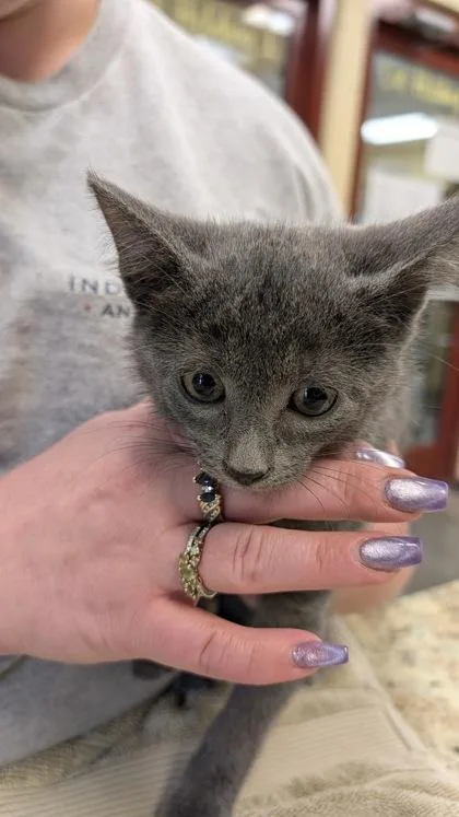 A baby small-sized male Domestic Short Hair cat named Kenickie for adoption in Independence, MO
