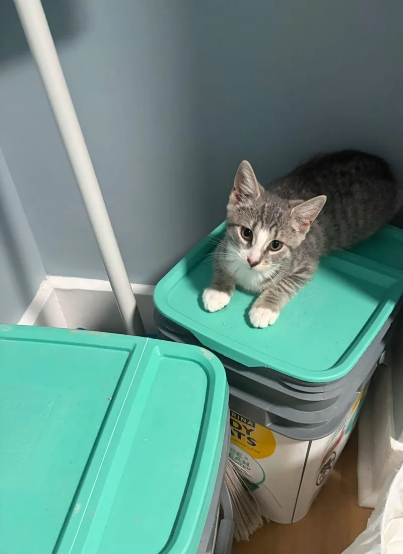 A young medium-sized female Tabby (Gray / Blue / Silver) Domestic Short Hair cat named Moony for adoption in Bendersville, PA