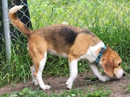 A young small-sized female Beagle dog named Kora for adoption in Portage, WI
