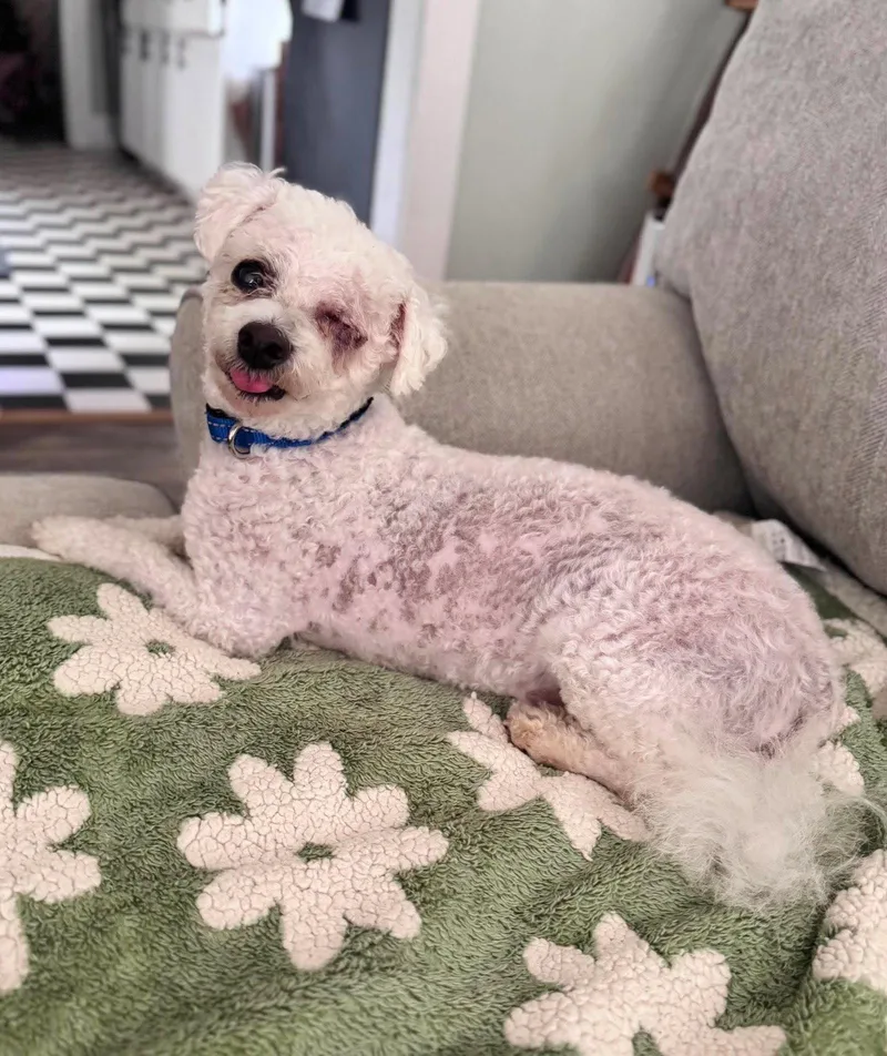 An adult small-sized male Bichon Frise dog named Teddy for adoption in Mount Pleasant, SC