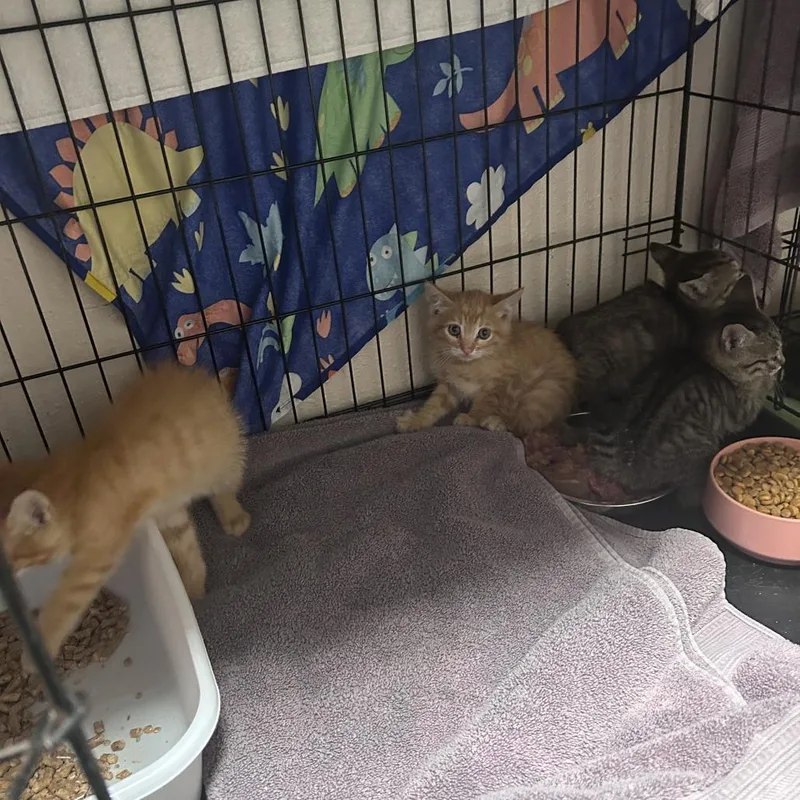 A baby small-sized female Brown / Chocolate Domestic Short Hair cat named Louie Chino Hills Location for adoption in Chino Hills, CA