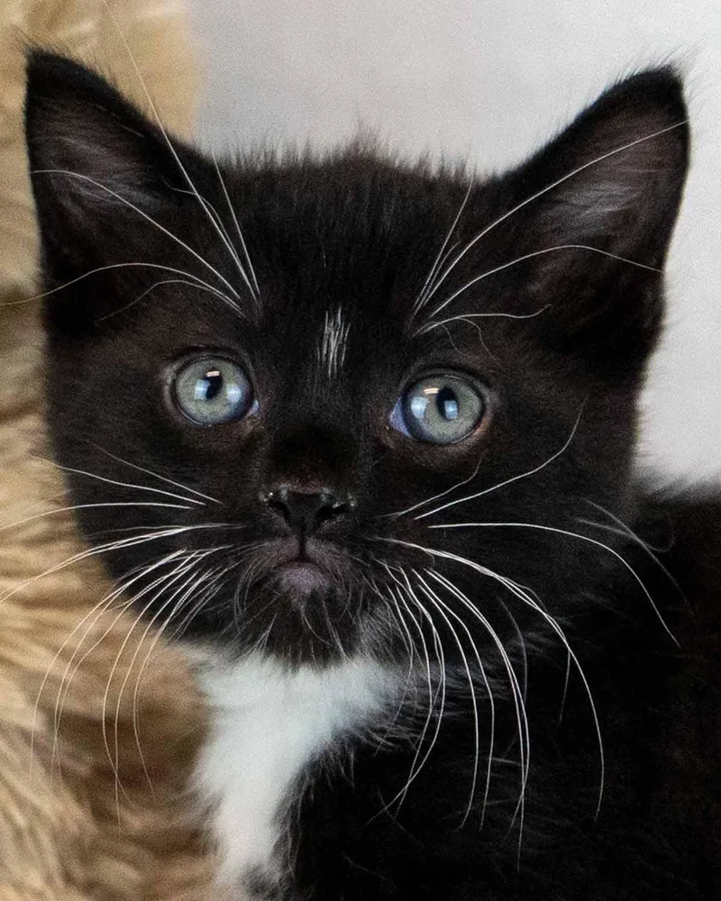 A baby medium-sized male Domestic Short Hair cat named Frank for adoption in Kennesaw, GA