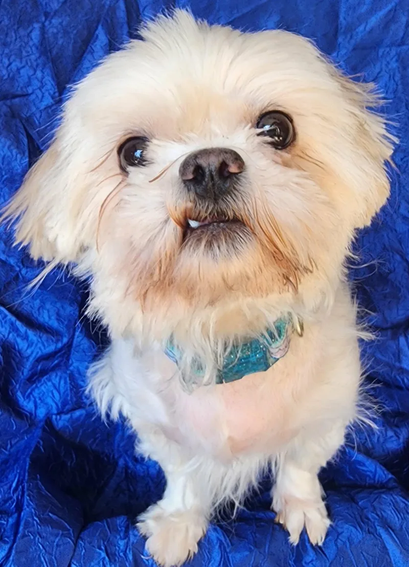 A young small-sized female Maltese dog named Molly for adoption in Cuba, NY
