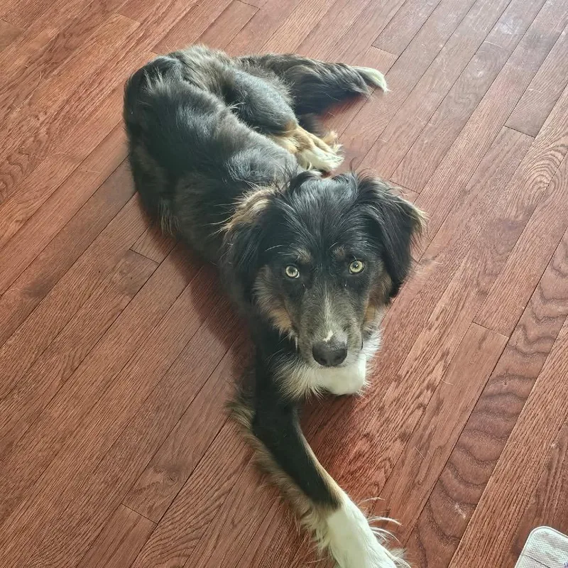 An adult medium-sized female Gray / Blue / Silver Australian Shepherd dog named Relay for adoption in Fredericksburg, VA