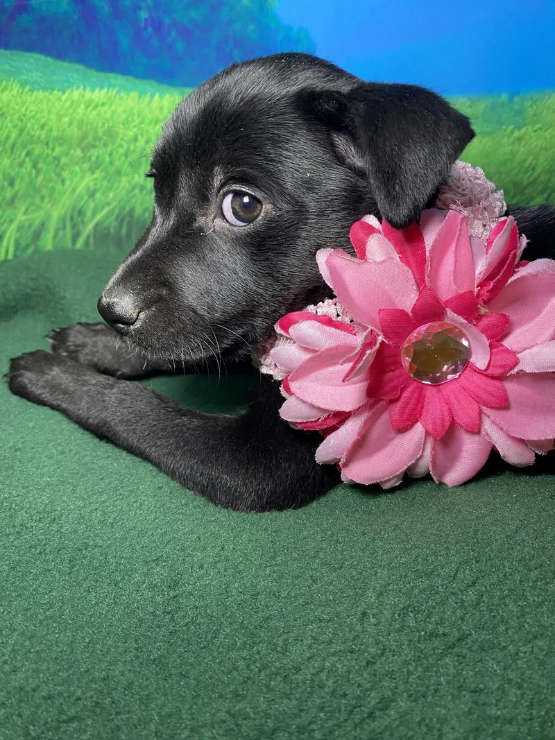A baby medium-sized female Labrador Retriever dog named Maisy for adoption in Barnhart, MO