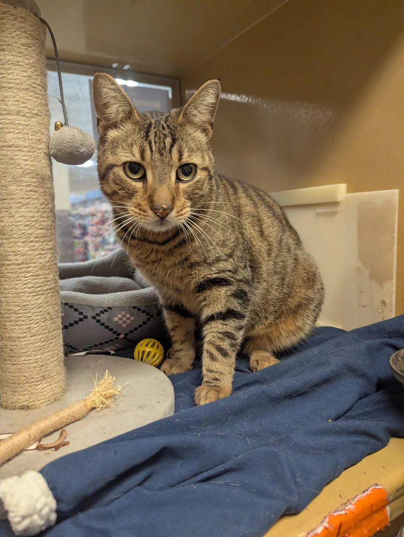 An adult medium-sized male Tabby (Brown / Chocolate) Domestic Short Hair cat named Napa for adoption in Medford, NJ