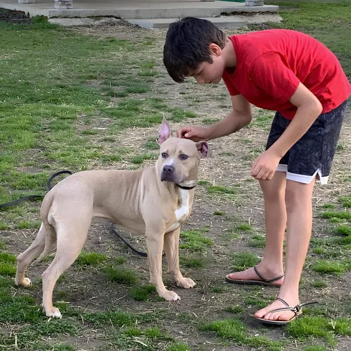 An adult medium-sized female Tricolor (Brown, Black, & White) Pit Bull Terrier dog named Sasha for adoption in Naperville, IL