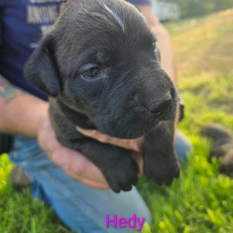 Hedy thumbnail 5