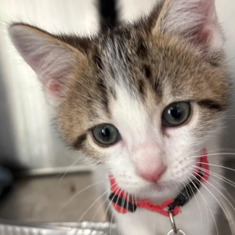 A baby small-sized male Brown / Chocolate Domestic Short Hair cat named Butte for adoption in Tulsa, OK