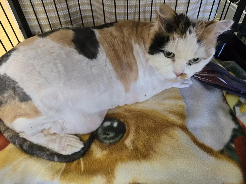 An adult large-sized female Black & White / Tuxedo Domestic Long Hair cat named W Biscuit for adoption in Southbury, CT