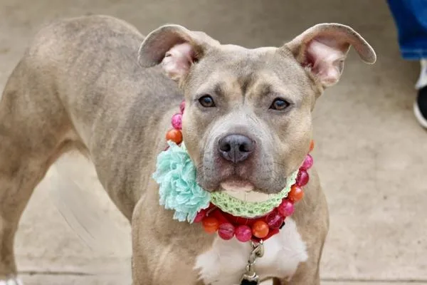 An adult large-sized female Mixed Breed dog named Jellybean for adoption in Staten Island, NY