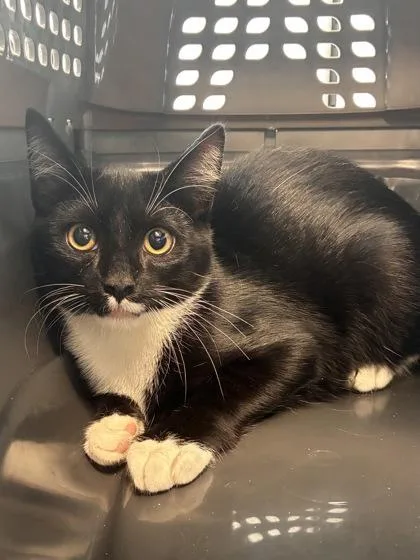 A baby small-sized male Domestic Short Hair cat named Coby for adoption in West Chester, PA