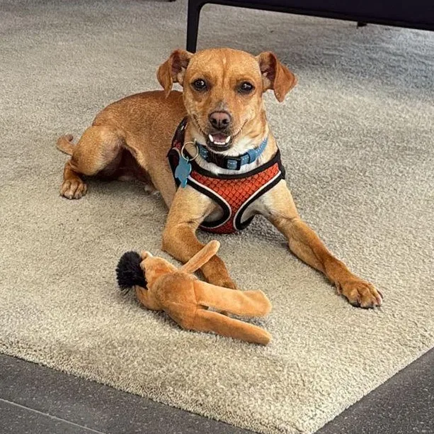A young small-sized male Yellow / Tan / Blond / Fawn Chiweenie dog named Flaco for adoption in Manvel, TX