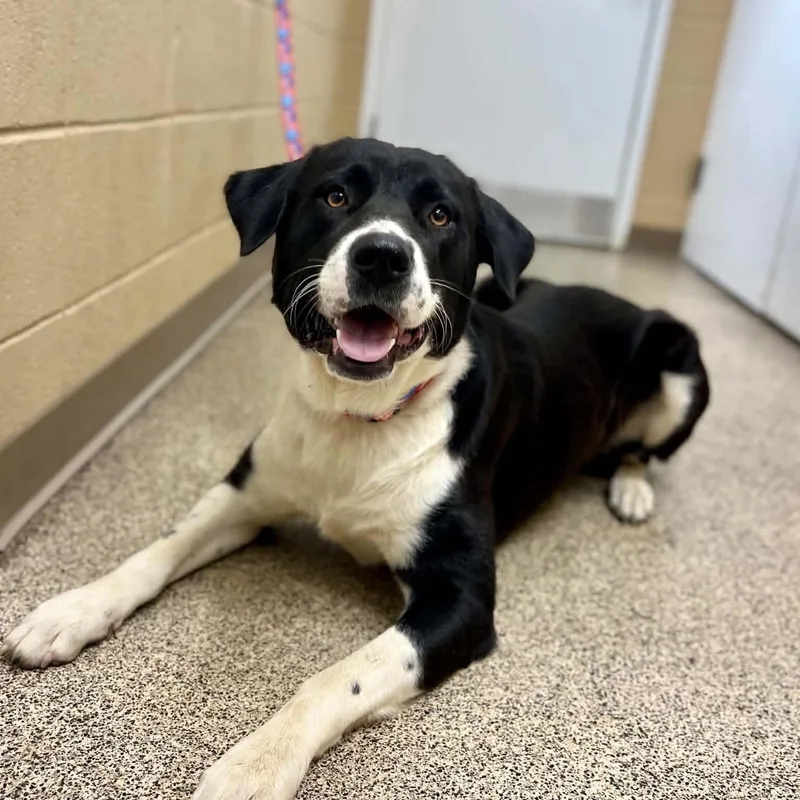 A young large-sized male Labrador Retriever dog named Kovic for adoption in Fort Payne, AL