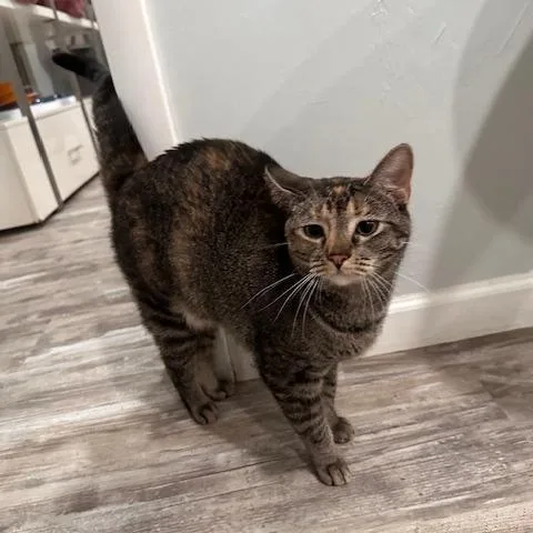An adult small-sized female Brown / Chocolate Domestic Short Hair cat named Dottie for adoption in Greensburg, PA