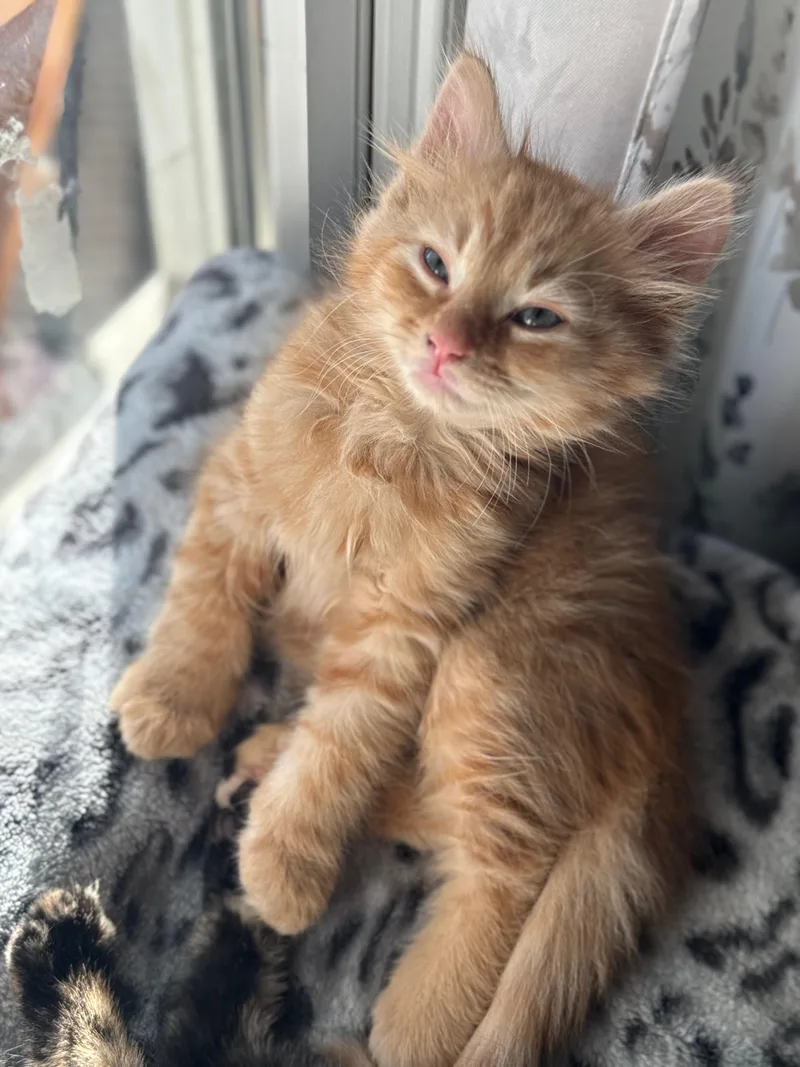 A baby small-sized male Tabby (Orange / Red) Domestic Medium Hair cat named Cheddar for adoption in Odenton, MD