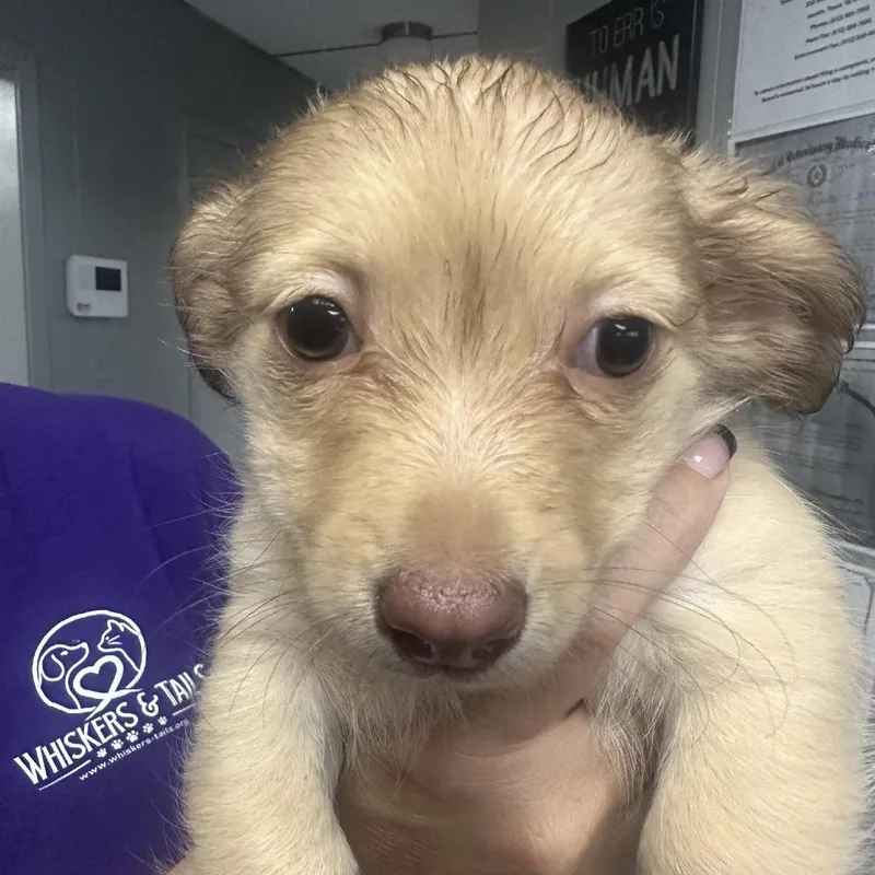 A baby small-sized female White / Cream Dachshund dog named Sprout for adoption in Midland, TX