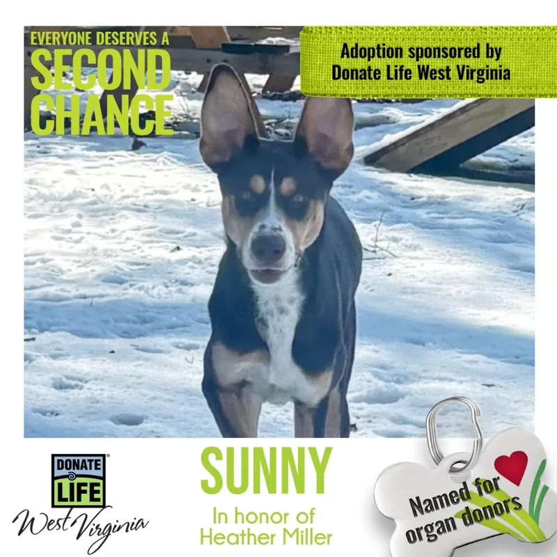 A young medium-sized female Brown / Chocolate Mixed Breed dog named Sunny Fka Athena for adoption in Charleston, WV