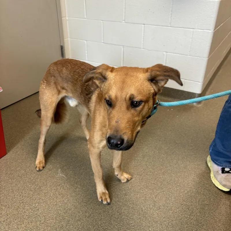 A young large-sized male Brown / Chocolate Chesapeake Bay Retriever dog named Leo for adoption in Council Bluffs, IA