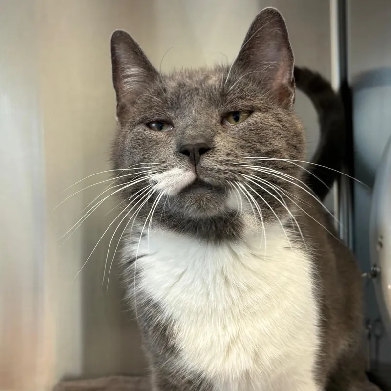 An adult medium-sized female Gray / Blue / Silver Domestic Short Hair cat named Peekaboo for adoption in Washington Township, OH