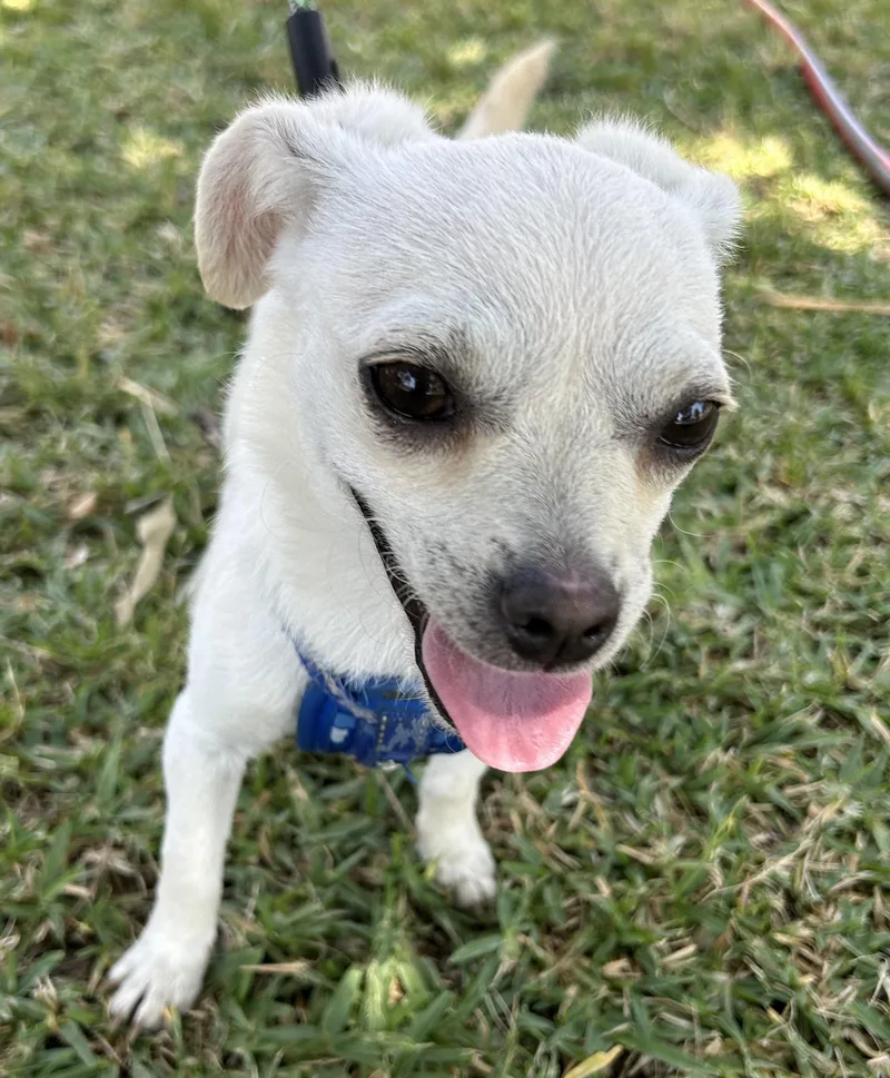 A young small-sized female White / Cream Chihuahua dog named Candy for adoption in Bell Gardens, CA