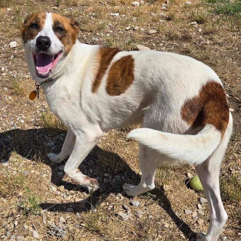 An adult medium-sized female White / Cream Mixed Breed dog named Rosie for adoption in Park City, UT