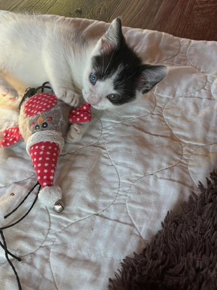 A baby small-sized male Black & White / Tuxedo Domestic Short Hair cat named Spunky for adoption in Mooresville, NC