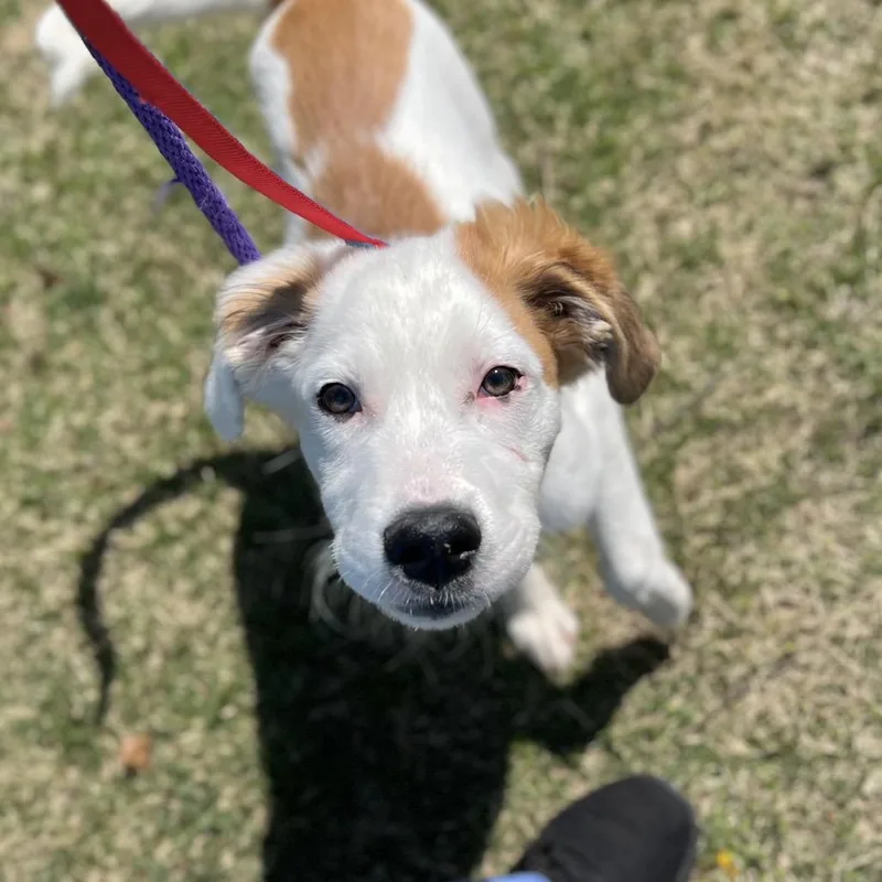 A baby medium-sized male White / Cream Mixed Breed dog named Moosey for adoption in Westhampton, NY
