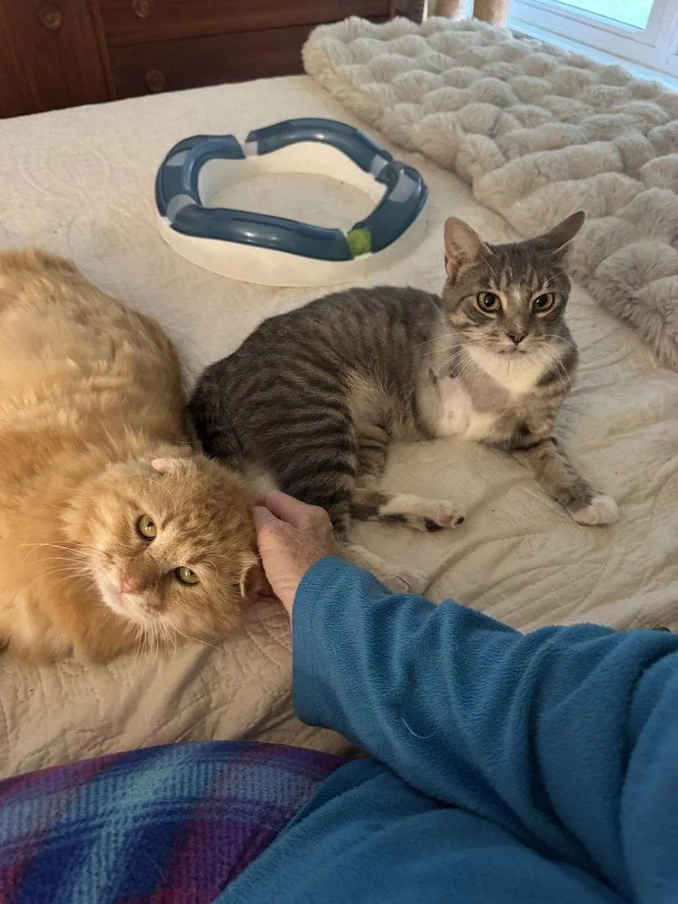 A senior large-sized male Domestic Long Hair cat named Apollo for adoption in O'Fallon, MO