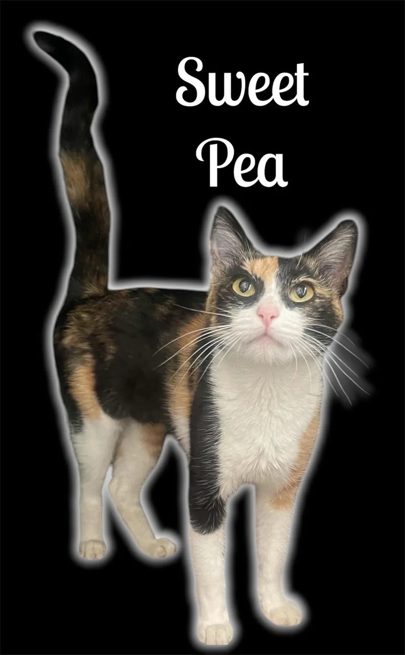 An adult small-sized female Calico Domestic Short Hair cat named Sweet Pea for adoption in Auburn, CA