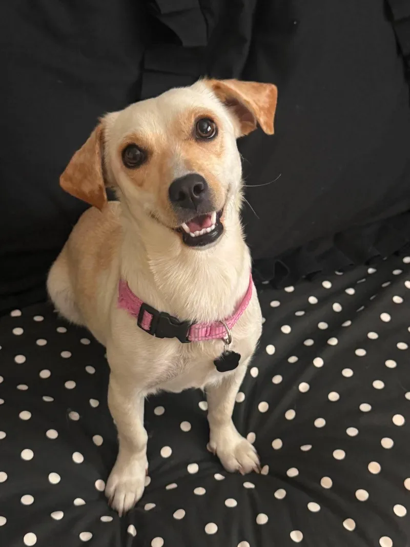 A young small-sized female Chihuahua dog named Elsa for adoption in Orange, CA