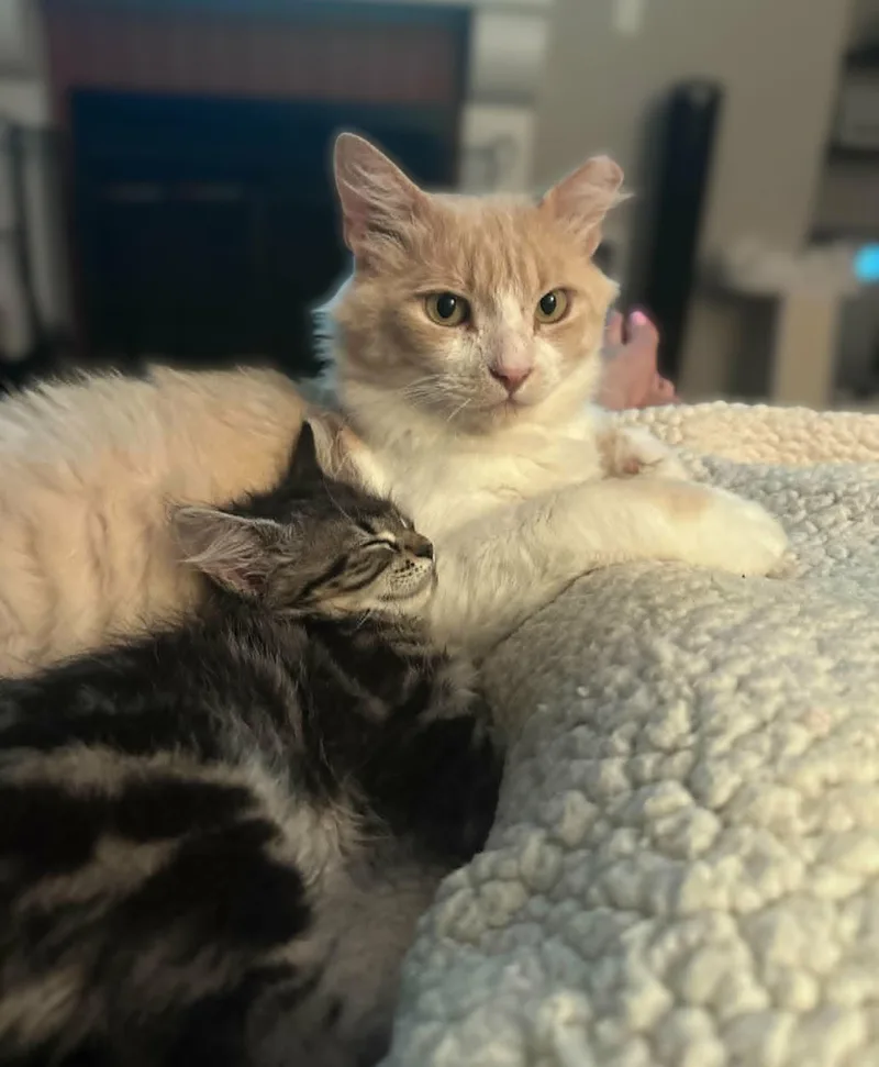 An adult medium-sized male Buff & White Domestic Medium Hair cat named Orion for adoption in San Jose, CA