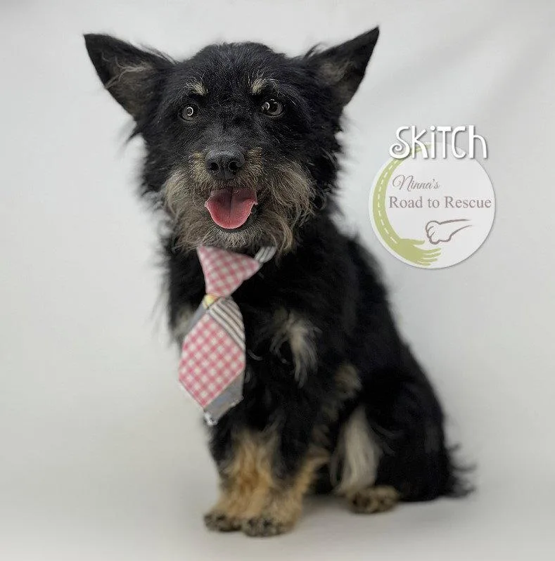An adult small-sized male Cairn Terrier dog named Skitch for adoption in Benton, LA
