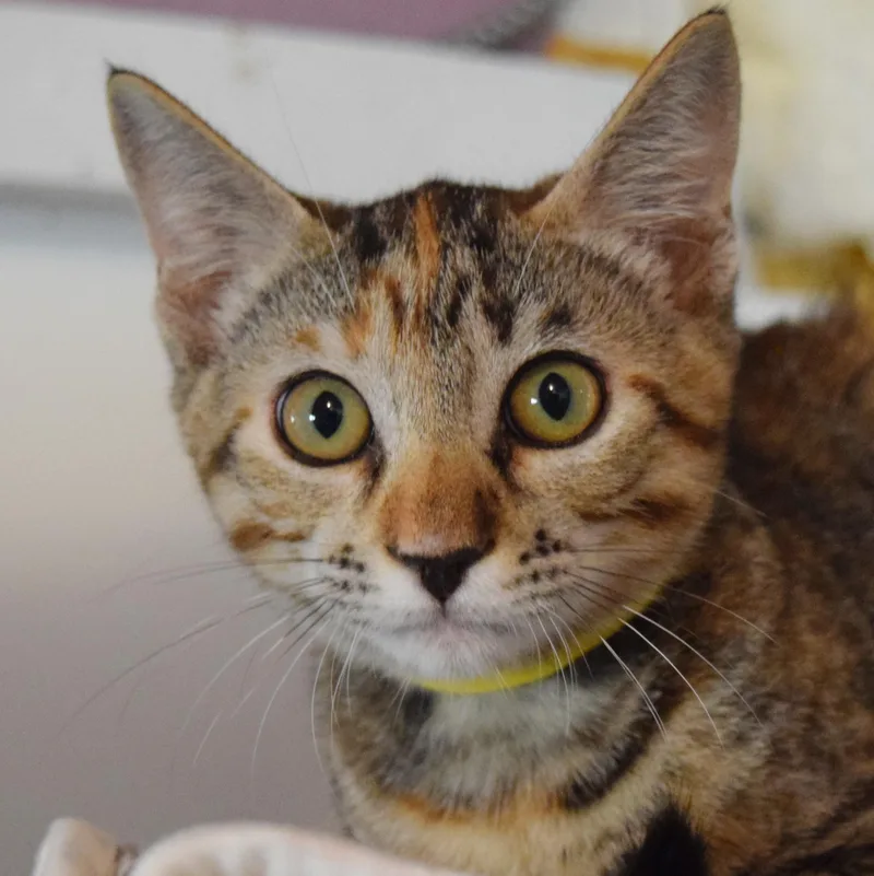 A baby medium-sized female Tabby (Gray / Blue / Silver) Domestic Short Hair cat named Fawn for adoption in Bulverde, TX