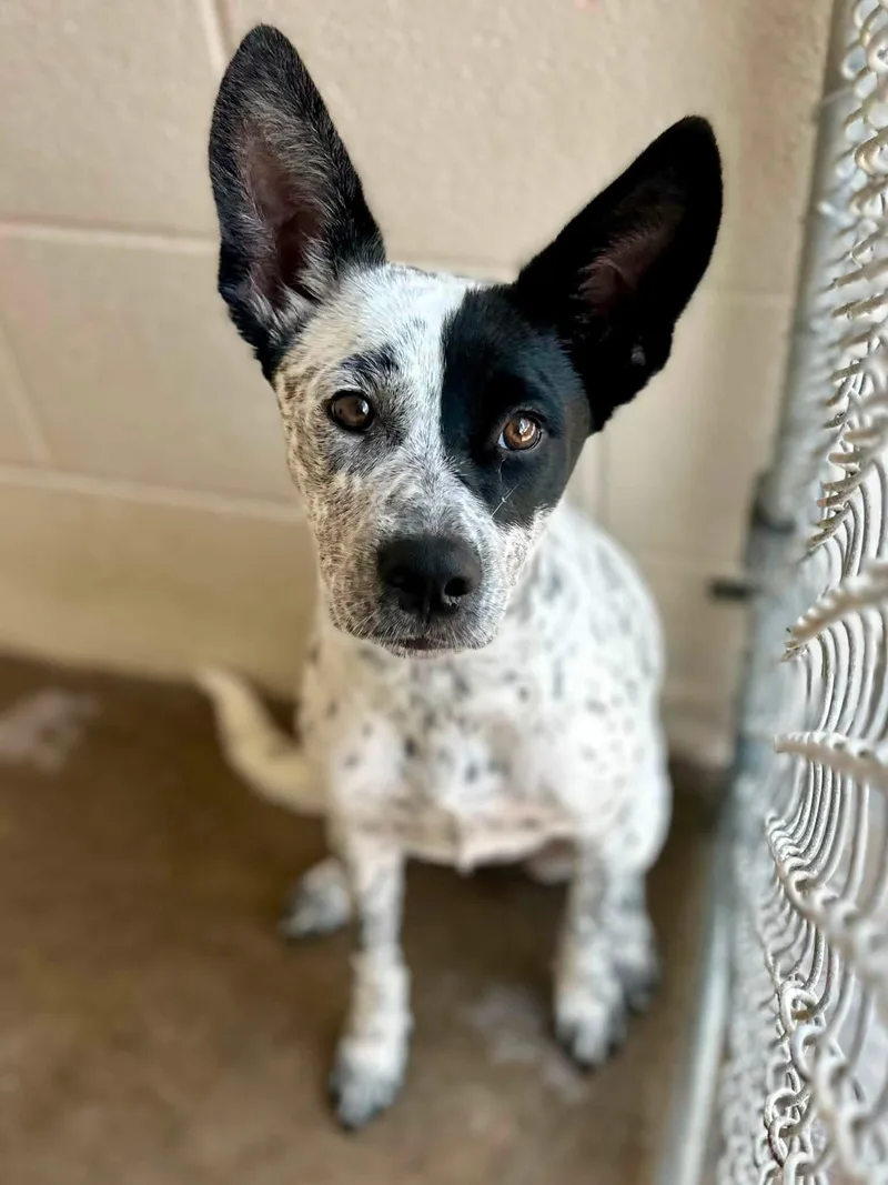A young medium-sized female Black Australian Cattle Dog / Blue Heeler dog named Lila for adoption in Sherman, TX