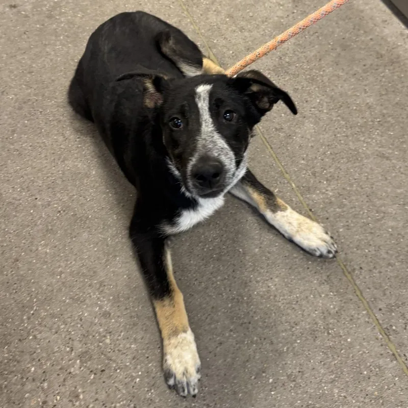 A baby medium-sized female Gray / Blue / Silver Mixed Breed dog named Clarabelle for adoption in Las Cruces, NM