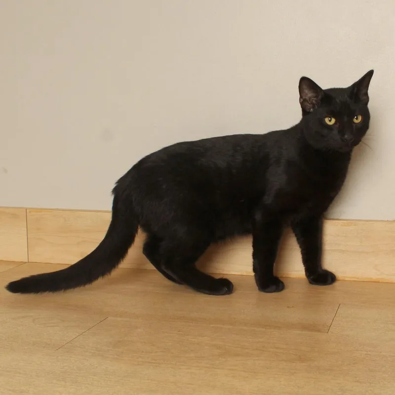 Toothless C