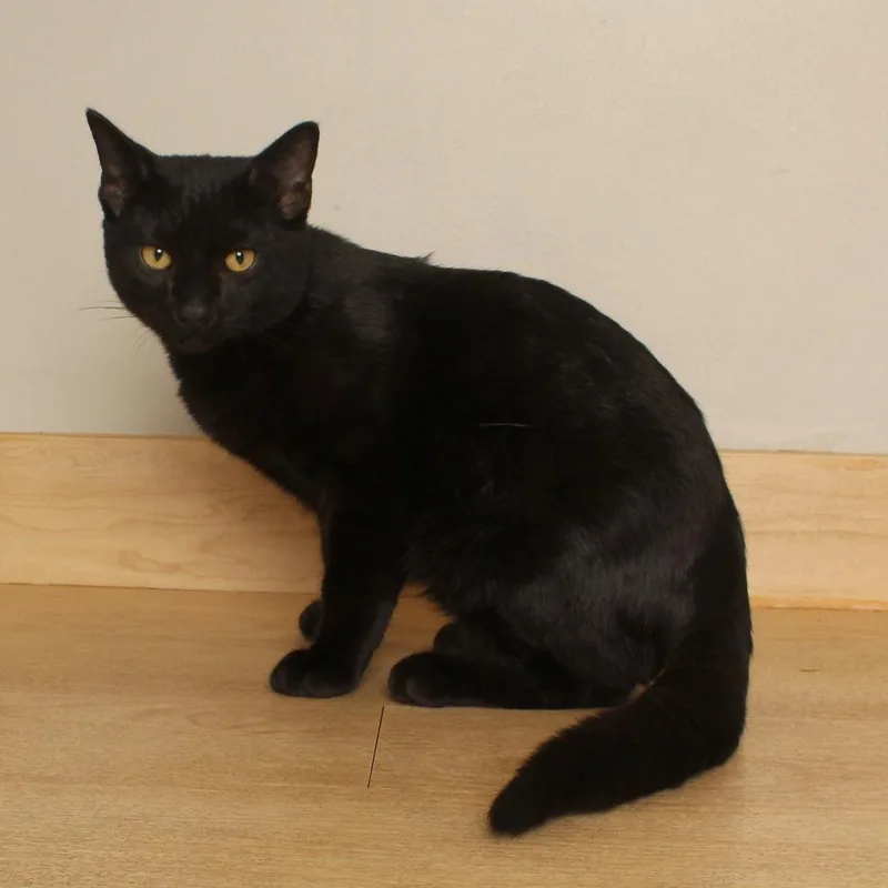 Toothless C thumbnail 2
