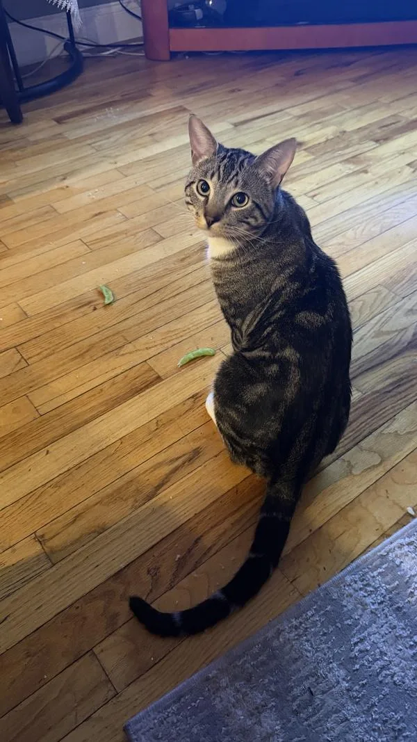 A young medium-sized male Domestic Short Hair cat named Billy for adoption in Staten Island, NY