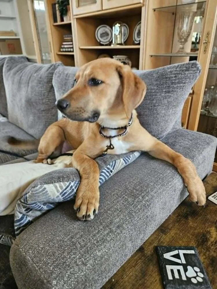 A baby medium-sized male White / Cream Hound dog named Hunter for adoption in Youngsville, NC