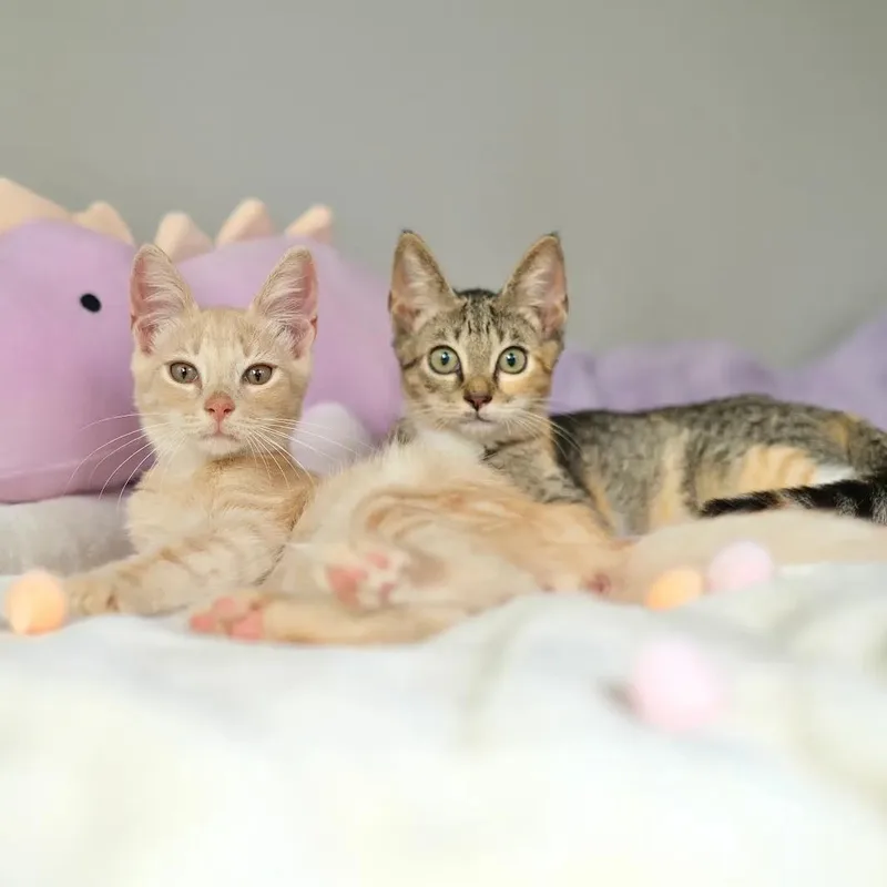 Bao and Oolong thumbnail 5