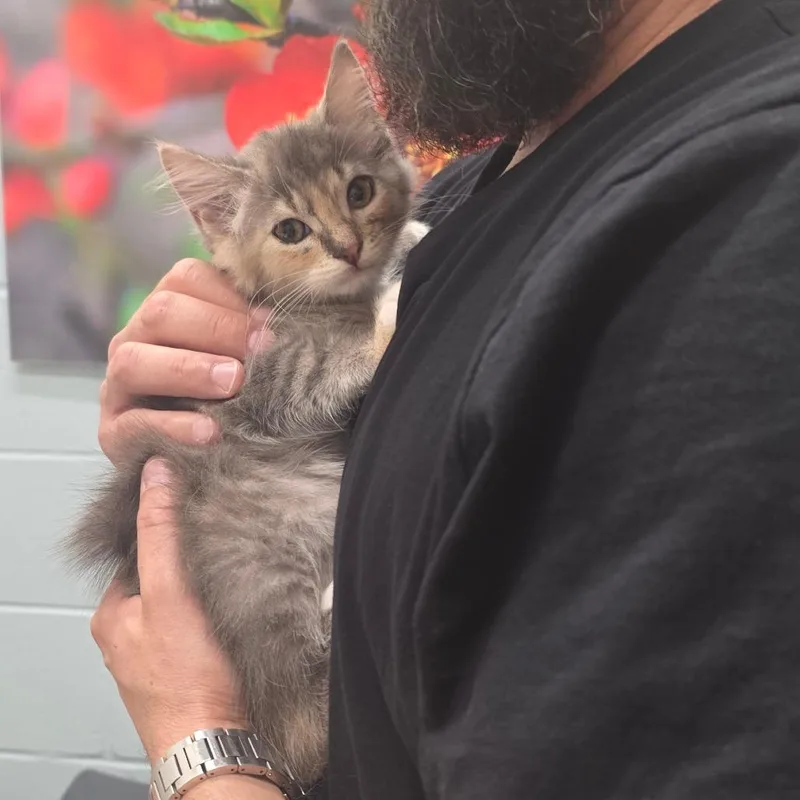 A baby small-sized female Gray / Blue / Silver Domestic Short Hair cat named Stella Mae for adoption in Jacksonville, FL