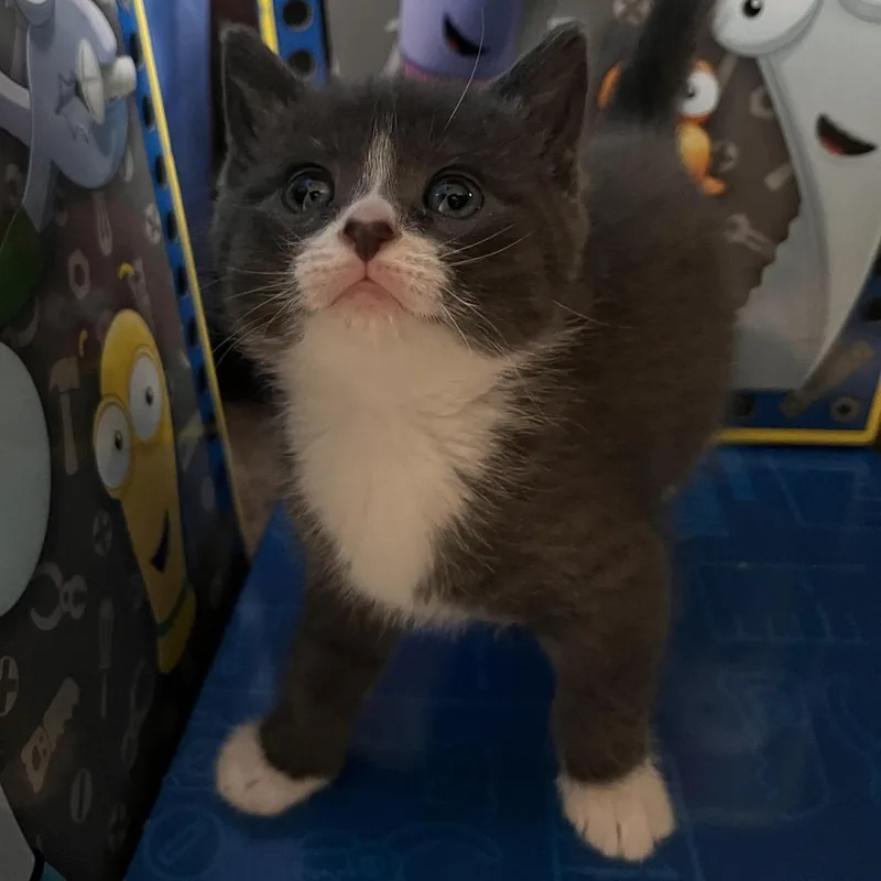 A baby small-sized female Gray / Blue / Silver Domestic Short Hair cat named Mascarpone for adoption in Laramie, WY