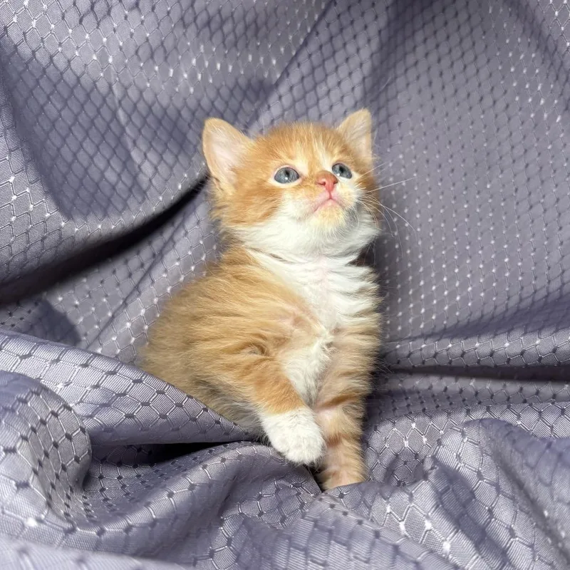 A baby small-sized male Orange / Red Domestic Long Hair cat named K for adoption in Eaton Rapids, MI