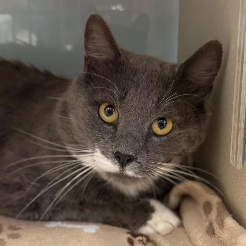 An adult large-sized male Domestic Short Hair cat named Myst for adoption in Cumming, GA