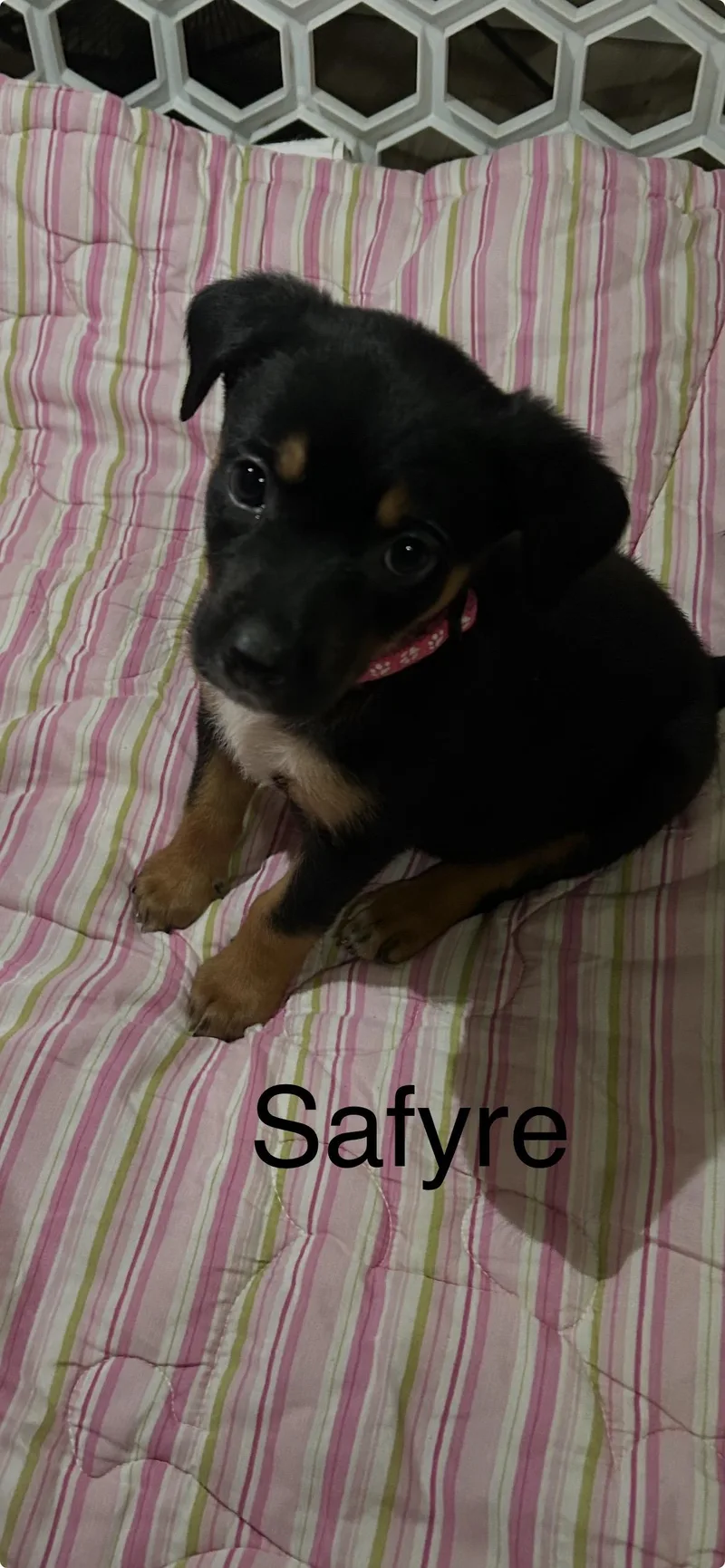 Safyre