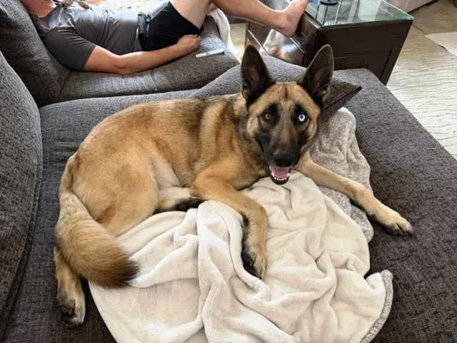 A young large-sized male German Shepherd Dog dog named Bear for adoption in Pleasant Grove, CA